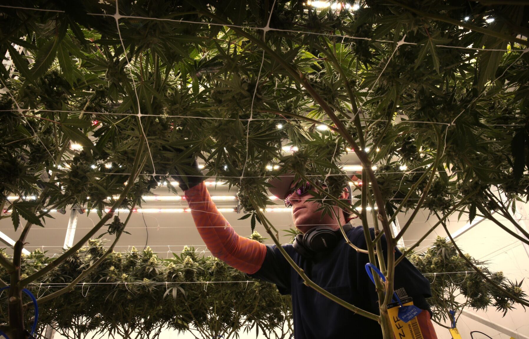Booming Missouri cannabis industry looks to soar higher with amendment passage